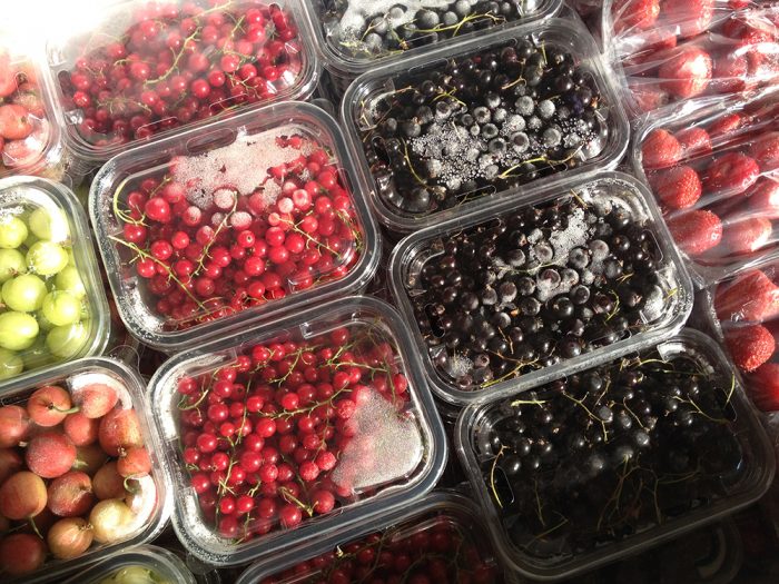 An innovative fruit and berry plant will appear in Kazakhstan