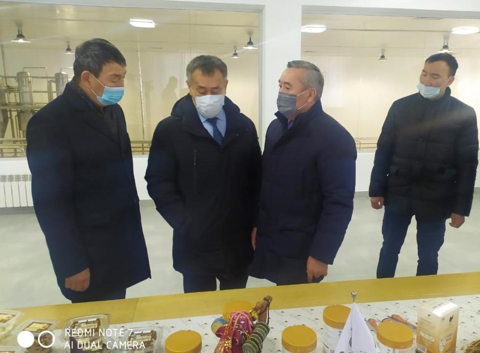 Processing plant of the camel milk launched in Almaty region