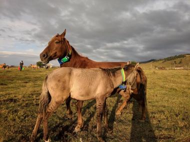 Livestock GPS tracking project launched in Almaty region